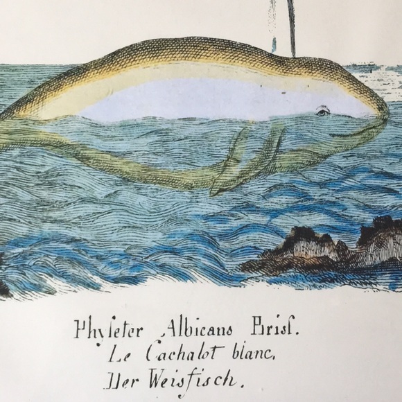 Beluga Whale Framed Wall Art - Very Cute White Whale Swimming - Picture 6 of 6